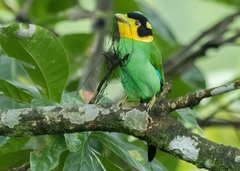 Psarisomus dalhousiae