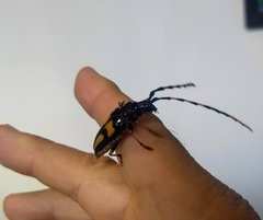 Dendrobias mandibularis mandibularis