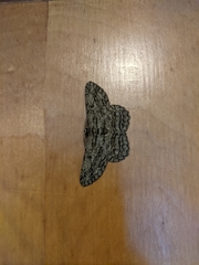 Hypomecis transcissa