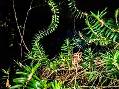 Freycinetia scandens