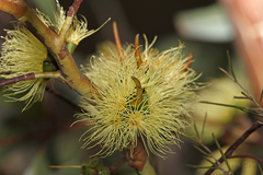 Eucalyptus macrandra