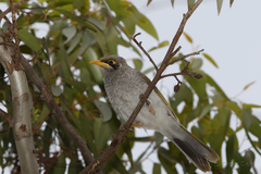 Manorina flavigula obscura