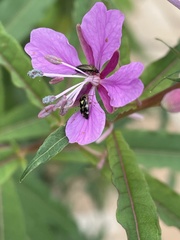 Liocoris tripustulatus