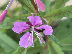 Liocoris tripustulatus