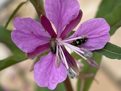 Liocoris tripustulatus