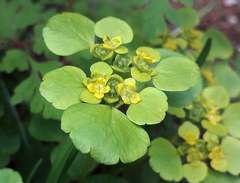 Chrysosplenium alternifolium
