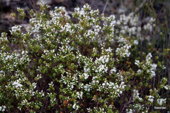 Styphelia exarrhena