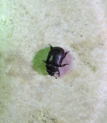 Aesalus scarabaeoides