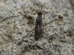 Gerris latiabdominis