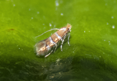 Cameraria corylisella