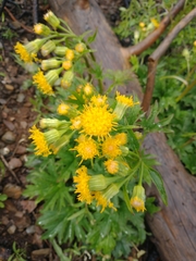 Cacaliopsis nardosmia