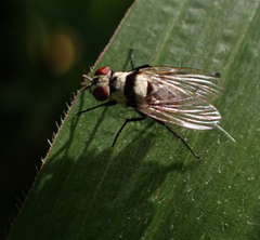 Anthomyia silvestris