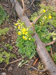 Cacaliopsis nardosmia