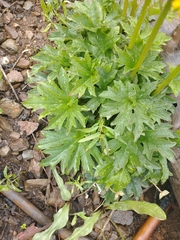 Cacaliopsis nardosmia