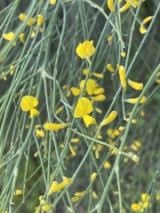 Genista aetnensis