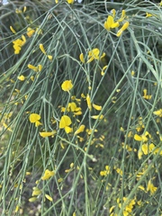 Genista aetnensis