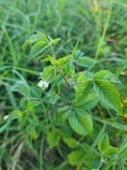 Cleome aculeata