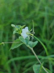 Cleome aculeata
