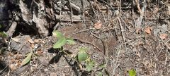 Podarcis muralis