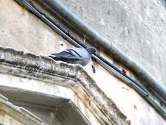 Columba livia domestica