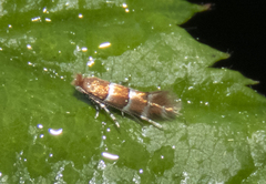 Cameraria corylisella