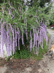 Buddleja alternifolia