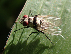 Anthomyia silvestris