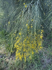 Genista aetnensis