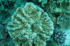 Oxypora crassispinosa