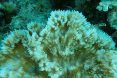 Oxypora crassispinosa