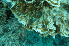 Oxypora crassispinosa