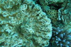 Oxypora crassispinosa