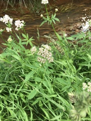Valeriana officinalis sambucifolia