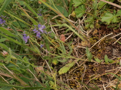 Veronica satureiifolia