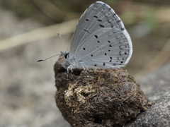 Celastrina argiolus