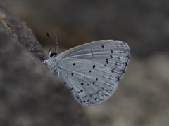 Celastrina argiolus