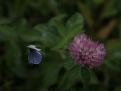 Celastrina argiolus