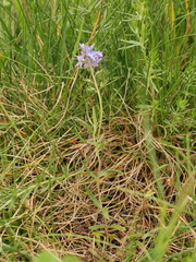 Veronica satureiifolia