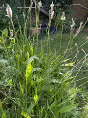 Plantago lanceolata