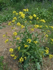 Bunias orientalis