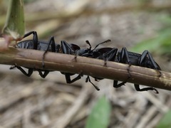 Dorcus rectus rectus