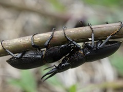 Dorcus rectus rectus