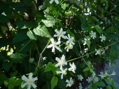 Clematis potaninii