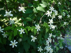Clematis potaninii