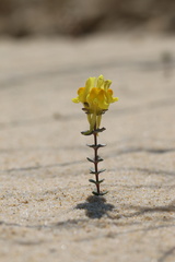 Linaria thymifolia