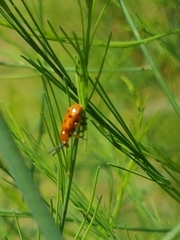 Crioceris duodecimpunctata