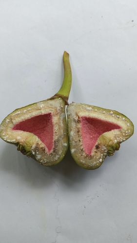 Ficus auriculata