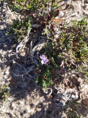 Limonium equisetinum