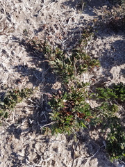 Limonium equisetinum