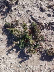 Limonium equisetinum